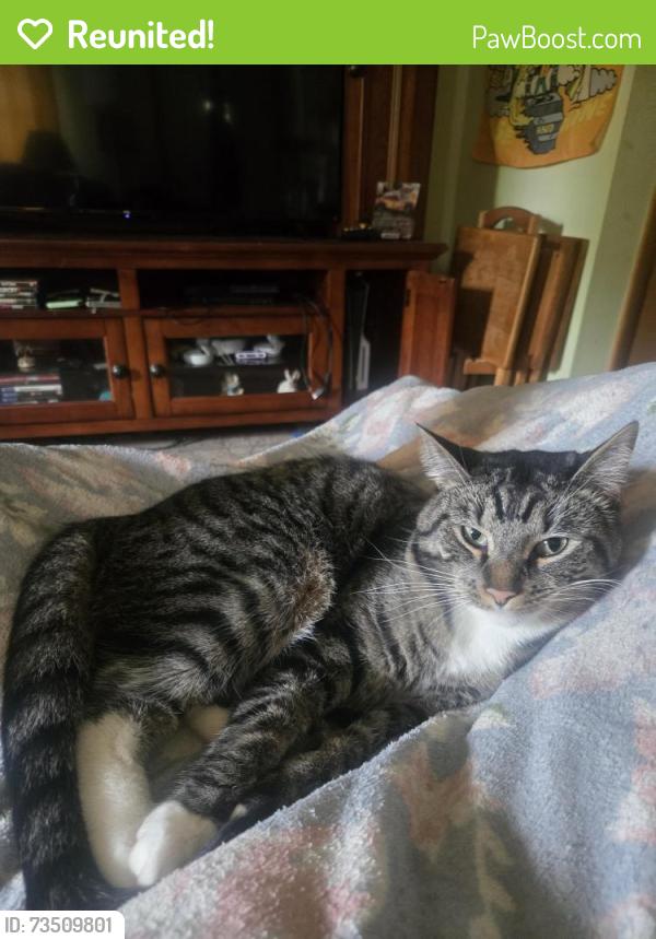 Reunited Male Cat last seen Near Holland Sylvania & Hill Ave, Toledo, OH 43615