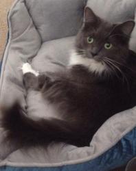 Lost Female Cat last seen Rebecca, Westerville, OH 43081