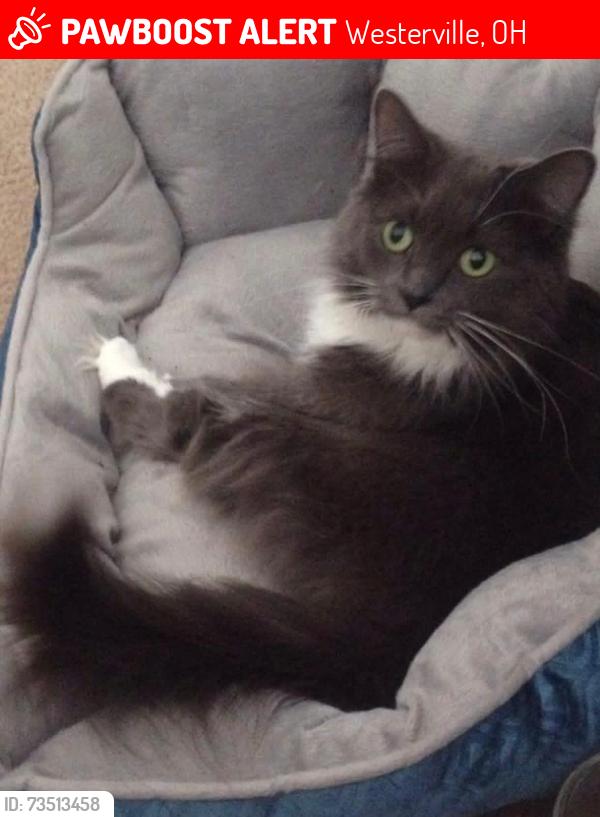 Lost Female Cat last seen Rebecca, Westerville, OH 43081