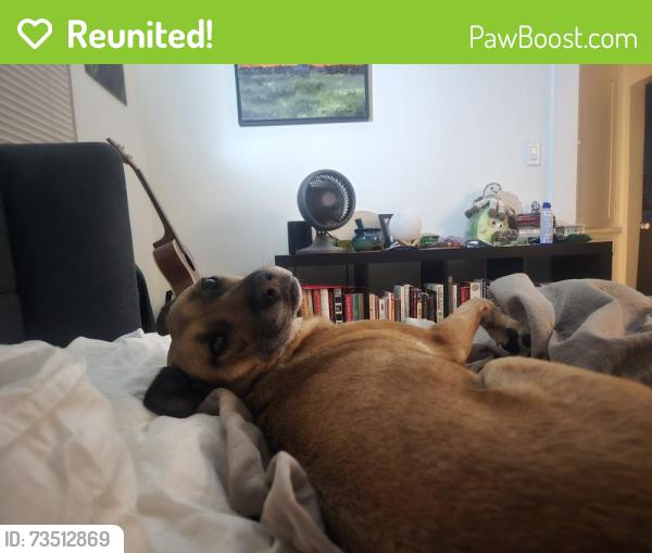 Reunited Female Dog last seen Post office on adams, San Diego, CA 92104