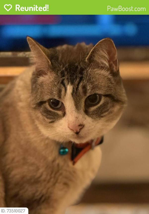 Reunited Male Cat last seen Amsterdam Ave., New York, NY 10031