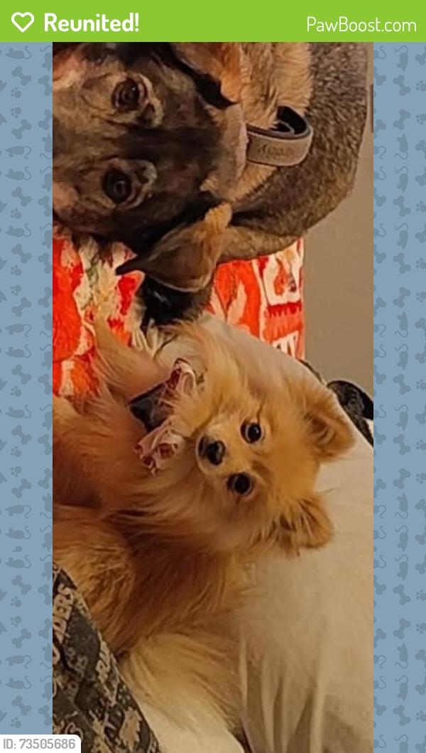 Reunited Male Dog last seen Near S Broadway Ave, Boise, ID 83706, USA, Boise, ID 83706