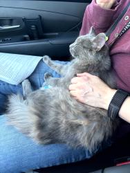 Found/Stray Female Cat last seen Washington and Lamb, Las Vegas, NV 89101