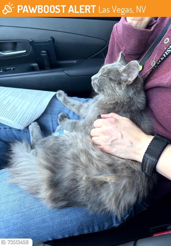 Found/Stray Female Cat last seen Washington and Lamb, Las Vegas, NV 89101