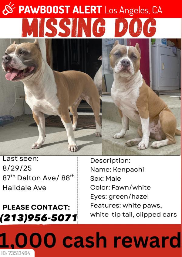 Lost Male Dog last seen 87th Dalton & 88th Halldale, Los Angeles, CA 90047