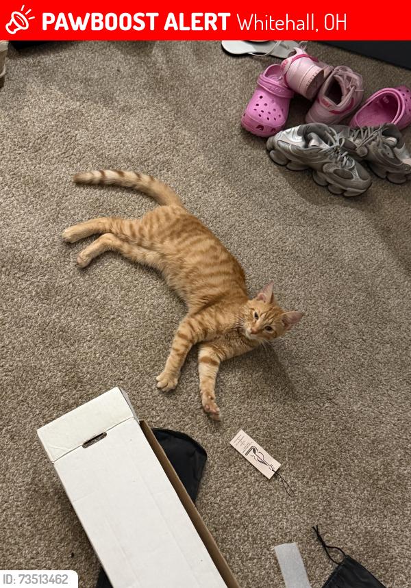 Lost Female Cat last seen around the starbucks, Whitehall, OH 43213