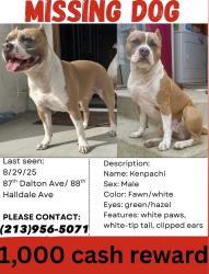 Lost Male Dog last seen 87th Dalton & 88th Halldale, Los Angeles, CA 90047