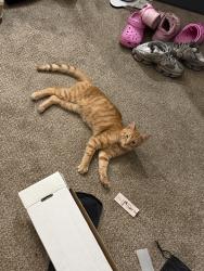Lost Female Cat last seen around the starbucks, Whitehall, OH 43213