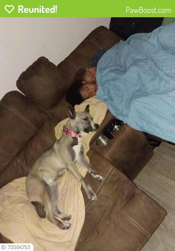 Reunited Female Dog last seen S Maryland Parkway and plye st, Las Vegas, NV 89183