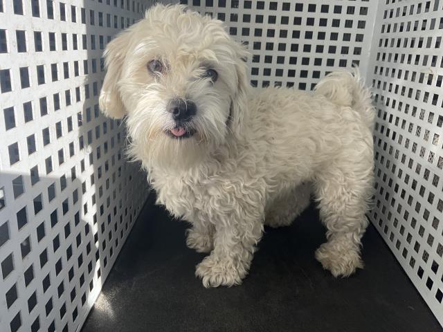 Shelter Stray Male Dog last seen Near BLOCK TYLER ST, RIVERSIDE, CA, 6851 Van Buren Boulevard, Jurupa Valley, CA 92509, USA