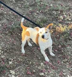 Shelter Stray Male Dog last seen Near BLOCK MARIPOSA AVE, RIVERSIDE, CA, 6851 Van Buren Boulevard, Jurupa Valley, CA 92509, USA