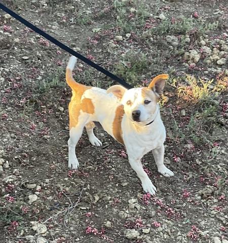 Shelter Stray Male Dog last seen Near BLOCK MARIPOSA AVE, RIVERSIDE, CA, 6851 Van Buren Boulevard, Jurupa Valley, CA 92509, USA