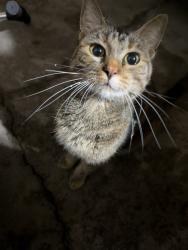Reunited Unknown Cat last seen Bossard Park, White Bear Lake, MN 55110
