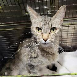 Shelter Stray Male Cat last seen COCONINO, 4710 TX-151, San Antonio, TX 78227, USA