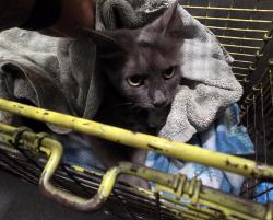 Shelter Stray Female Cat last seen Near BLOCK LA ROSA, 4710 TX-151, San Antonio, TX 78227, USA