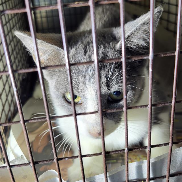 Shelter Stray Female Cat last seen CLEARMINE, 4710 TX-151, San Antonio, TX 78227, USA