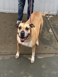 Shelter Stray Female Dog last seen Near BLOCK VANGUARD DR, 3528 Newburg Rd, Louisville, KY 40218, USA