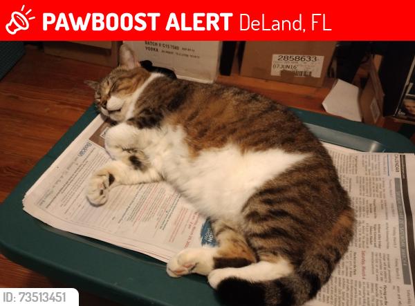 Lost Female Cat last seen Rich, Wisconsin, Luella Ct, Athens Theatre, DeLand, FL 32720