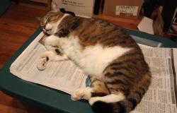 Lost Female Cat last seen Rich, Wisconsin, Luella Ct, Athens Theatre, DeLand, FL 32720