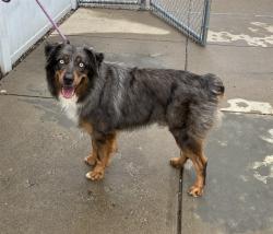 Shelter Stray Male Dog last seen Near BLOCK REGENT WAY, 3528 Newburg Rd, Louisville, KY 40218, USA