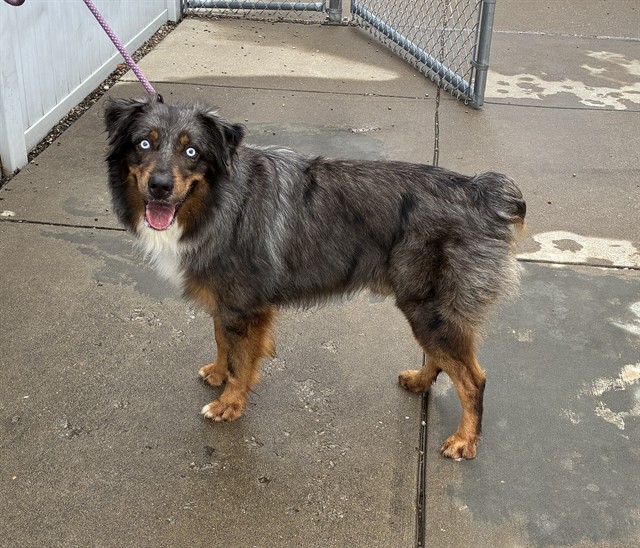 Shelter Stray Male Dog last seen Near BLOCK REGENT WAY, 3528 Newburg Rd, Louisville, KY 40218, USA