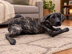 Shelter Stray Male Dog last seen , 38550 Sierra Hwy, Palmdale, CA 93550, USA