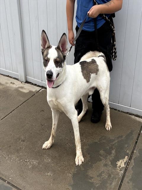 Shelter Stray Male Dog last seen Near BLOCK POPLAR LEVEL RD, 3528 Newburg Rd, Louisville, KY 40218, USA