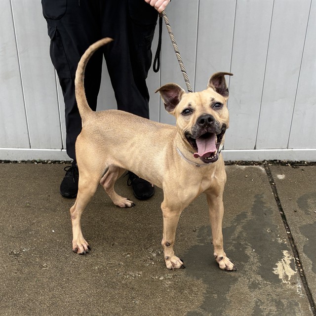 Shelter Stray Female Dog last seen Near BLOCK KEMMONS DRIVE, 3528 Newburg Rd, Louisville, KY 40218, USA
