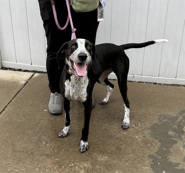 Shelter Stray Male Dog last seen Near BLOCK GREENWOOD, 3528 Newburg Rd, Louisville, KY 40218, USA