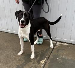 Shelter Stray Male Dog last seen Near BLOCK RAYMOND KENT CT, 3528 Newburg Rd, Louisville, KY 40218, USA