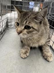 Shelter Stray Female Cat last seen Near BLK OF N LAMB, 655 N Mojave Rd, Las Vegas, NV 89101, USA