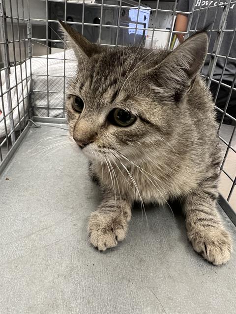 Shelter Stray Female Cat last seen Near BLK OF N LAMB, 655 N Mojave Rd, Las Vegas, NV 89101, USA