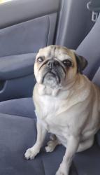 Reunited Male Dog last seen 3500s 4000w, West Valley City, UT 84120
