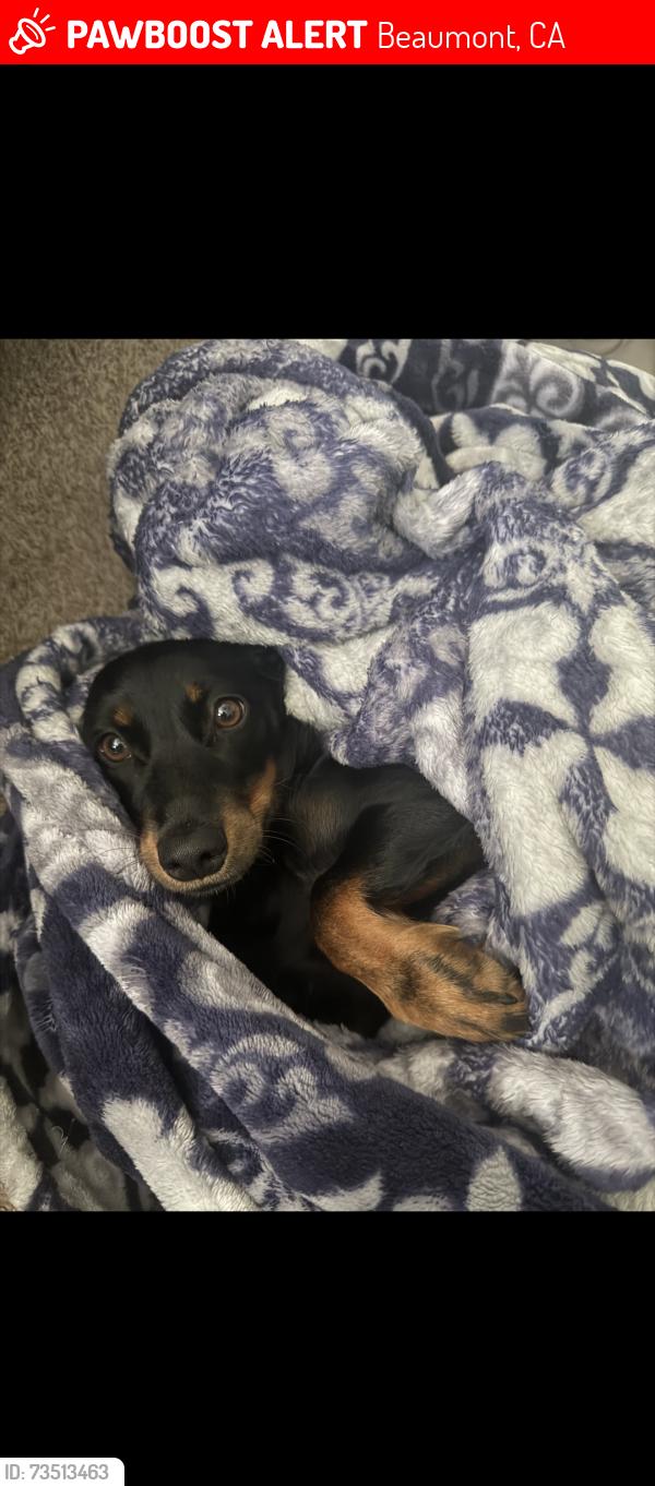 Lost Female Dog last seen Grapeseed, Beaumont, CA 92223