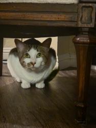 Found/Stray Male Cat last seen Fruit, Santa Ana, CA 92705