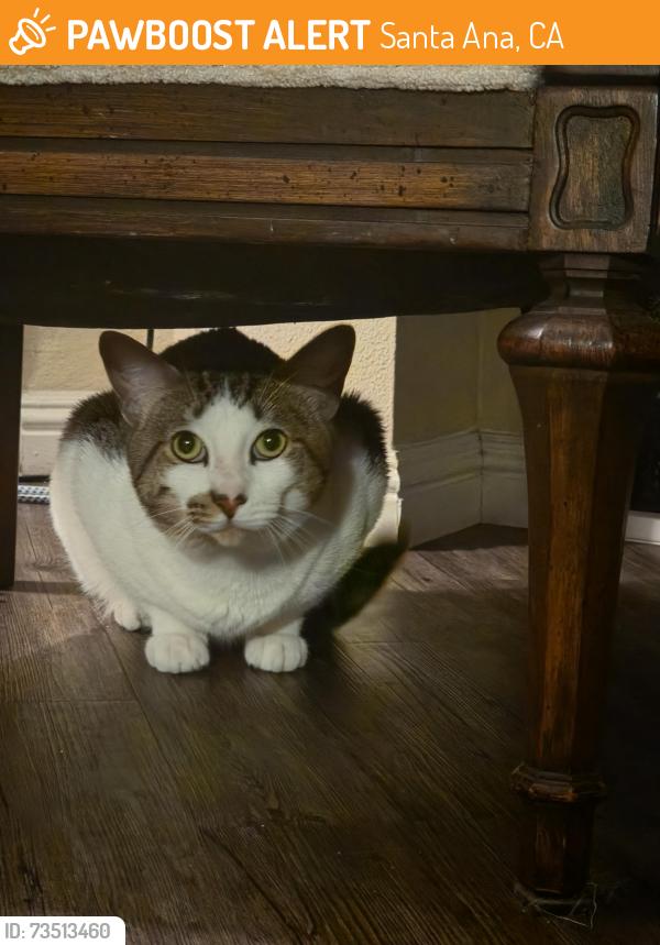 Found/Stray Male Cat last seen Fruit, Santa Ana, CA 92705