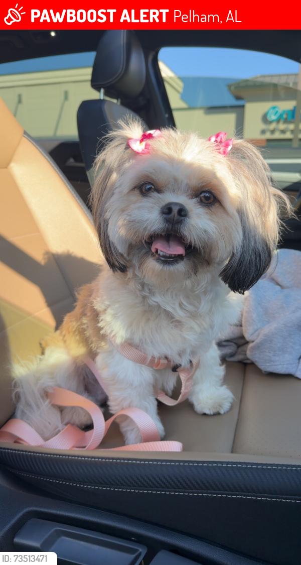 Lost Female Dog last seen Dalton drive and Hamilton, Pelham, AL 35080