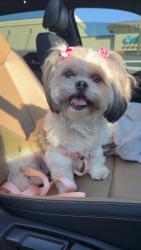 Lost Female Dog last seen Dalton drive and Hamilton, Pelham, AL 35080