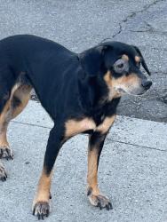 Found/Stray Male Dog last seen Whittier blvd la habra, La Habra, CA 90631