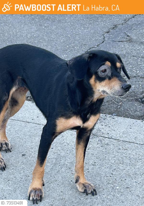 Found/Stray Male Dog last seen Whittier blvd la habra, La Habra, CA 90631