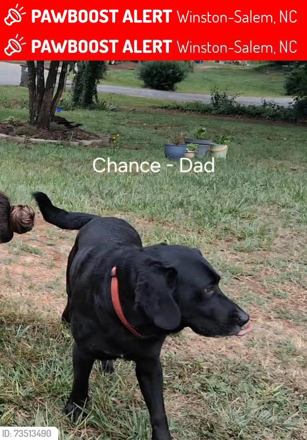 Lost Male Dog last seen Indiana ave motor road area, Winston-Salem, NC 27105
