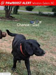 Lost Male Dog last seen Indiana ave motor road area, Winston-Salem, NC 27105