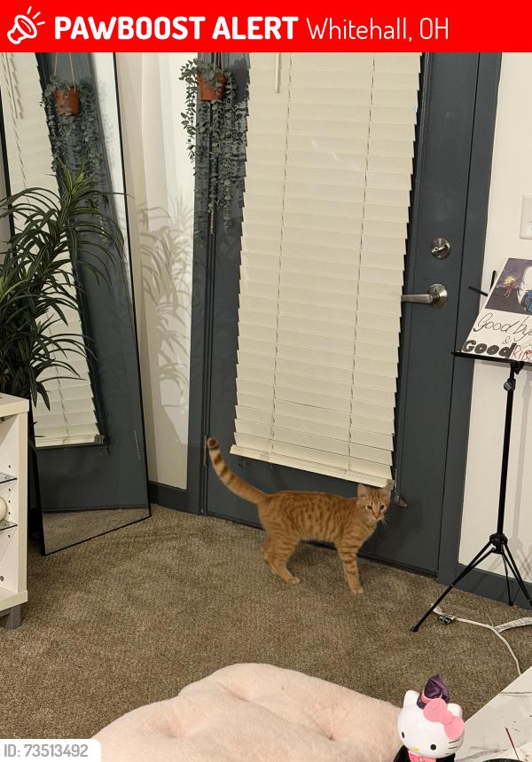 Lost Female Cat last seen around starbucks, Whitehall, OH 43213