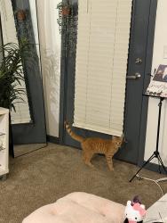 Lost Female Cat last seen around starbucks, Whitehall, OH 43213