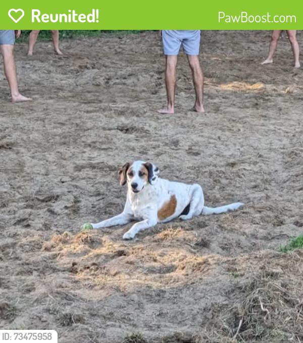 Reunited Male Dog last seen County rd 10-2 and k, Delta, OH 43515