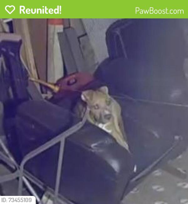 Reunited Male Dog last seen Off of 1098 County Rd, Kempner, TX 76539