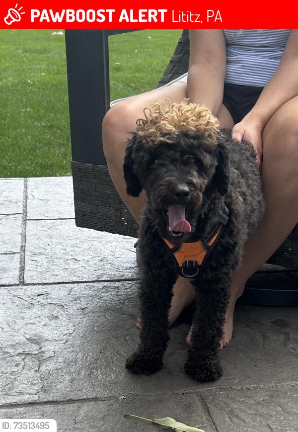 Lost Male Dog last seen Historic Erb Bridge, Lititz, PA 17543