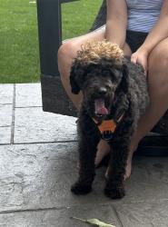 Lost Male Dog last seen Historic Erb Bridge, Lititz, PA 17543