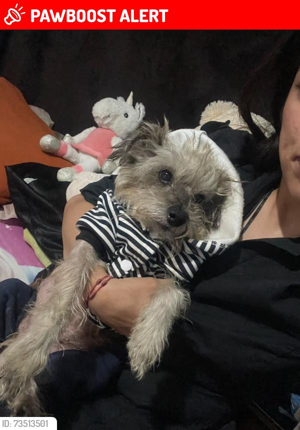 Lost Male Dog last seen Calle 8 número 72 colonia maravillas, Ciudad Nezahualcóyotl, Méx. 