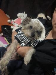 Lost Male Dog last seen Calle 8 número 72 colonia maravillas, Ciudad Nezahualcóyotl, Méx. 